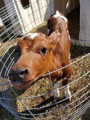 calf in the farm