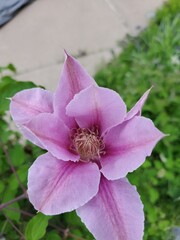 purple flower closeup