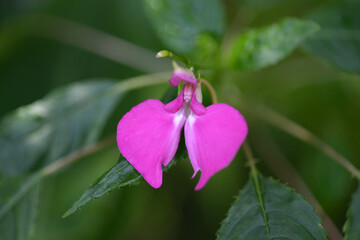 インパティエンス・スツルマニィ
