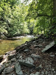 Stream in the forest