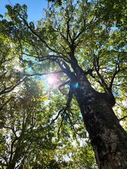 trees and sky