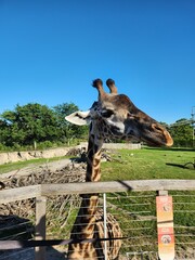 giraffe in the zoo