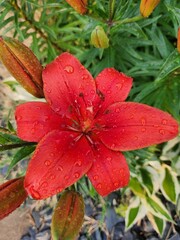 red flower with dew