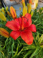 red tropical flower