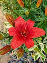 red flower