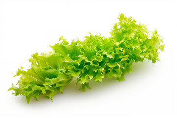 Frisee lettuce isolated on white background. Fresh green salad leaves from garden - obrazy, fototapety, plakaty