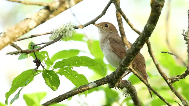 Thrush nightingale singing and leaving on a beautiful spring evening in a woodland in Estonia, Northern Europe	