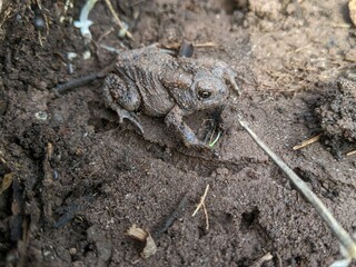 The side of an American Toad