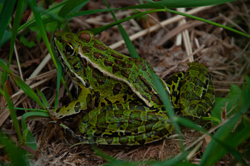 A side view of the Northern Leopard Frog