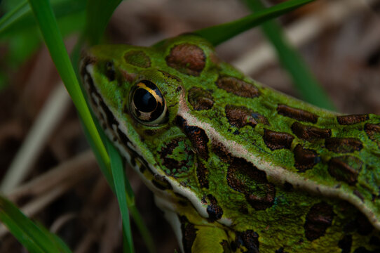 A side view of the Northern Leopard Frog