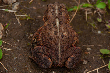 The back of a Toad