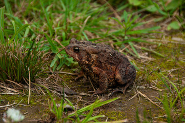 The side of a Toad