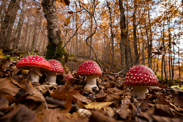 Gruppo di funghi rossi Amanita in sottobosco autunnale