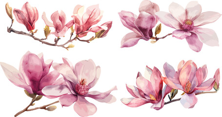 Beautiful pink spring magnolia flowers tree branch watercolor vector illustration isolated on white background with clipping path. Nature background with blossom branch