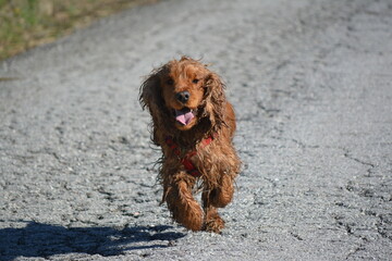 GOG PER COCKER SPANIEL RUN  HAPPY DOG 