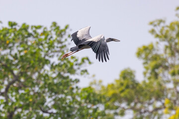 Asian open billed stork in flight seen in natural native habitat, Yala National Park, Sri Lanka - obrazy, fototapety, plakaty