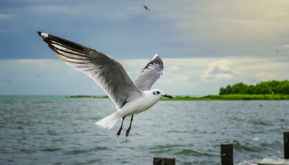 Fototapeta na wymiar A beautiful seagull flying over sea, ocean bird