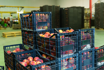 Fruit boxes with freshly harvested ripe peaches in storage warehouse