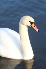 mute swan cygnus olor
