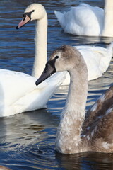 mute swan cygnus olor