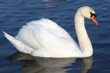 swan on the lake