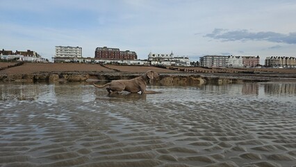 Weimaraner Dog posing on the beach in Bexhill, East Sussex