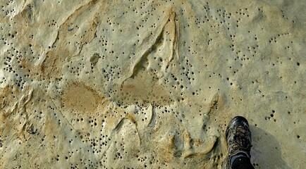 Fossilized Dinosaur Footprints on Bexhill Beach, East Sussex