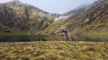 Weimaraner and hiker in the mountain range of Cadair Idris in Eryri National Park, Wales