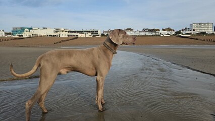 Weimaraner Dog posing on the beach in Bexhill, East Sussex