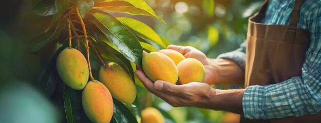 Farmer Harvesting Ripe Mangoes in Sunlit Orchard. A farmer's hands cradle a bunch of ripe mangoes...