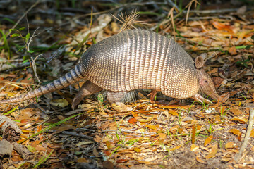 Armadillo Walking through a Central Florida in  Nature Preserve Looking for Food with Brown Leaves in the Sunlight on the Ground Full body including tail