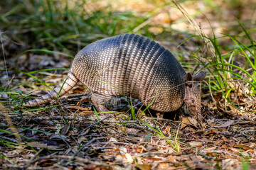 Armadillo Scurrying for Food in the Woods in Central Florida in  Nature Preserve with Green Grass and Leaves on the Ground Full body including tail