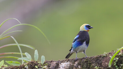 Obraz premium front on shot of a golden-hooded tanager perching on a tree branch in costa rica