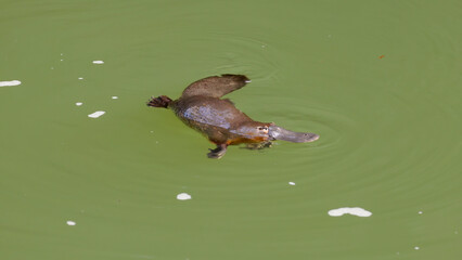 a platypus chews a food item on the surface of a pool at eungella national park of queensland,...