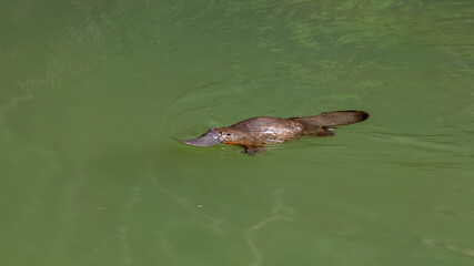 a platypus swimming in a sunlit pool of the broken river at eungella national park of queensland , australia