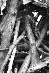 roots in the forest