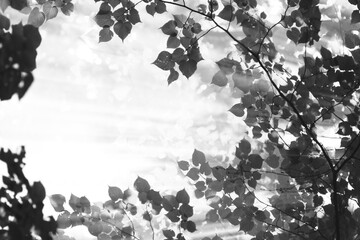 autumn leaves background