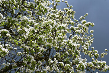 Pear blossoms with dark sky