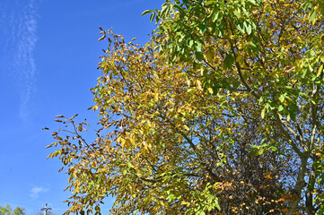 Autumn leaves of a walnut tree.