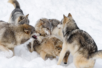 Male Grey Wolves (Canis lupus) Pile on Female of Pack Winter