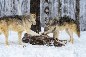 Grey Wolf (Canis lupus) Looks Up at Second Pawing Deer Body Winter