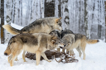 Grey Wolf Pack (Canis lupus) Climbs on Body of White-Tail Deer Winter