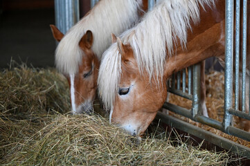 Haflinger horse breed in a stable in Upper Austria