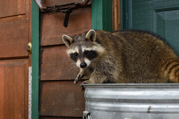 Raccoon (Procyon lotor) Looks Out From Atop Garbage Can