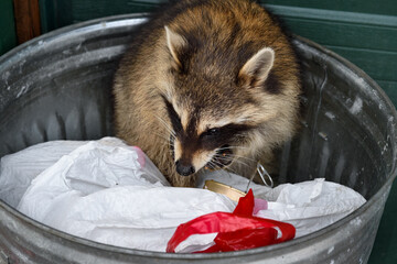 Raccoon (Procyon lotor) Eats Out of Cat Food Can in Garbage - 747608484