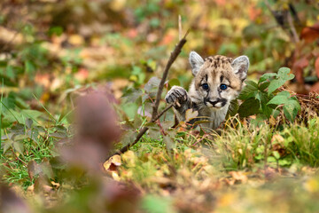 Cougar Kitten (Puma concolor) Paw Up Looking Out Autumn