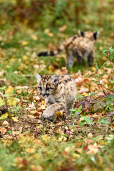 Cougar Kittens (Puma concolor) Pass on Trail Autumn