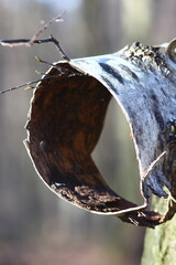 water drops on a branch