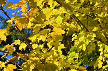 Autumn leaves of a maple tree