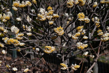 Oriental paperbush flowers. Thymelaeaceae deciduous shrub. It blooms yellow flowers in spring, and its bark is used as a raw material for Japanese paper and banknotes.